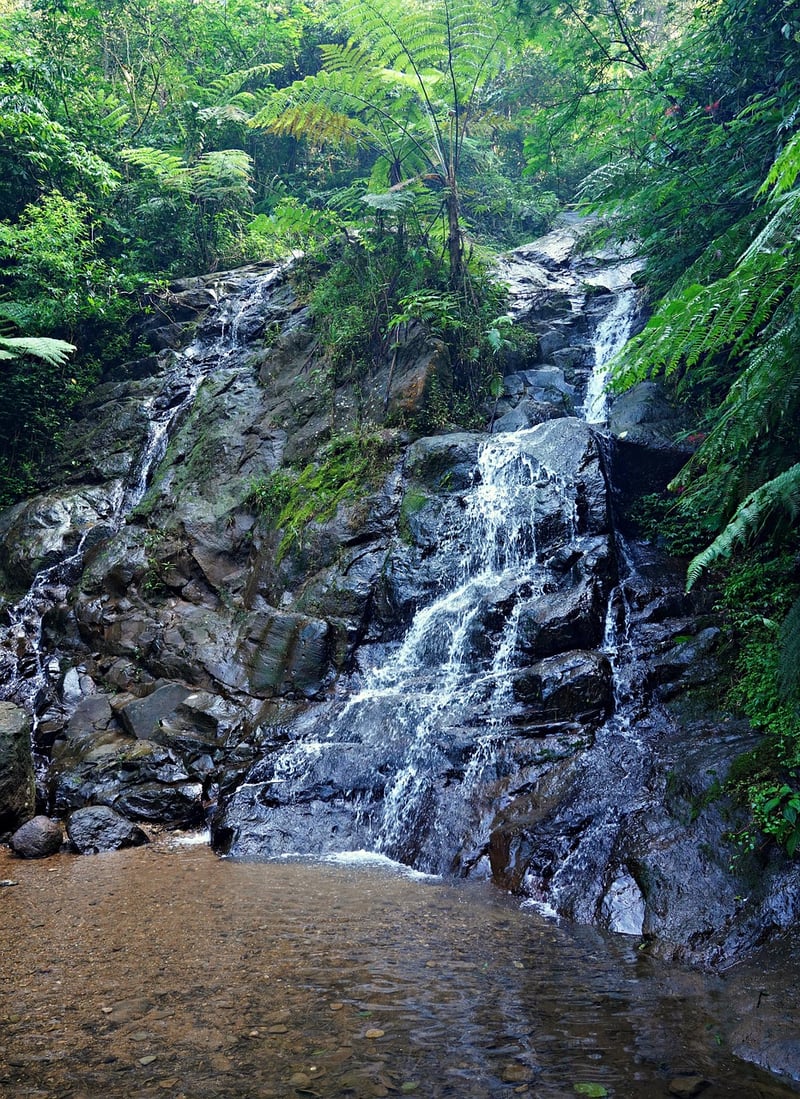 Jungle exploration